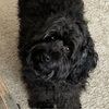 vspinkprincess_